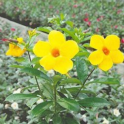 Allamanda cathartica sau Trompeta aurie